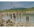ocean birds