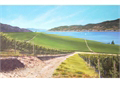 Okanagan Vineyard
